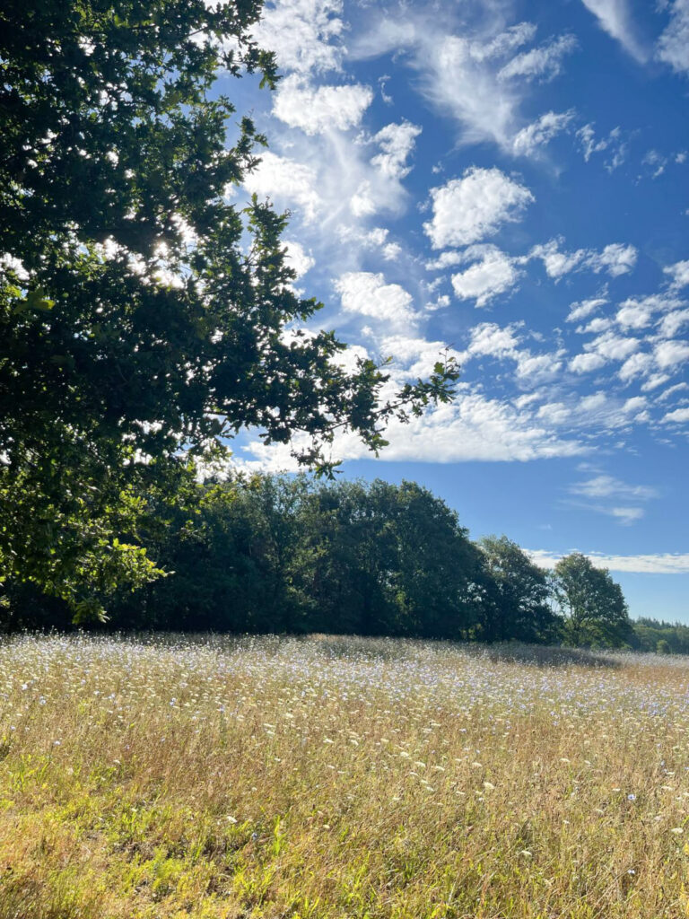 agoodplace 195 Modern Boshuis Roosendaal shoot locatie in de natuur